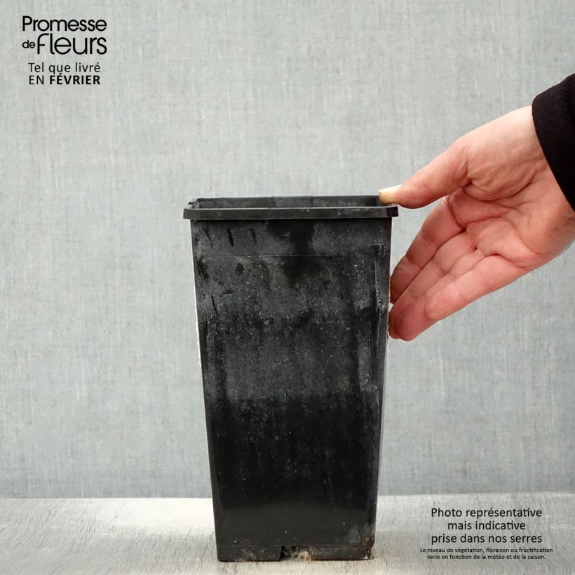 Exemplar von Paeonia lactiflora White Wings - Edel-Pfingstrosen Topf mit 3L/4L wie im Winter geliefert