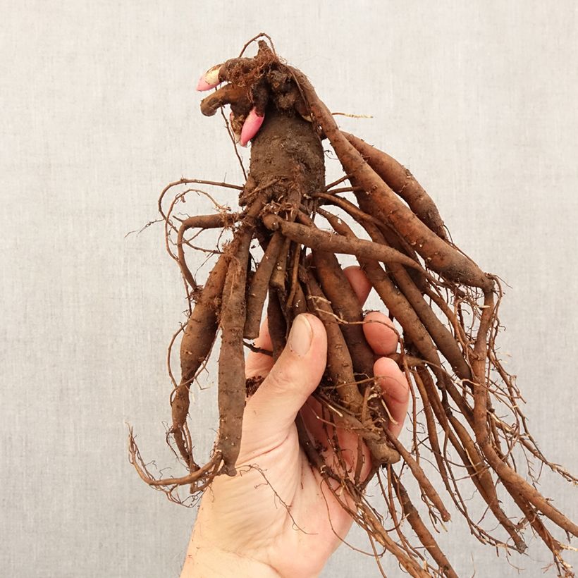 Exemplar von Paeonia Patio Peony Kiev - Zwerg Edel-Pfingstrosen Stamm 3/5 Augen wie im Winter geliefert