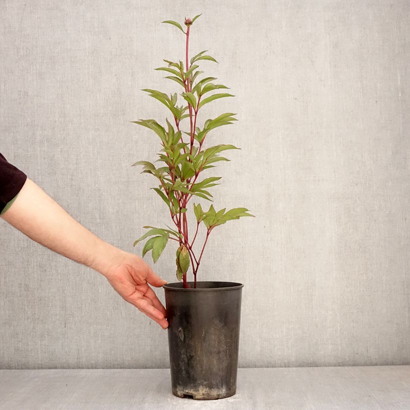 Exemplar von Paeonia Patio Peony London - Zwerg Edel-Pfingstrosen Topf mit 3L/4L wie im Frühjahr geliefert