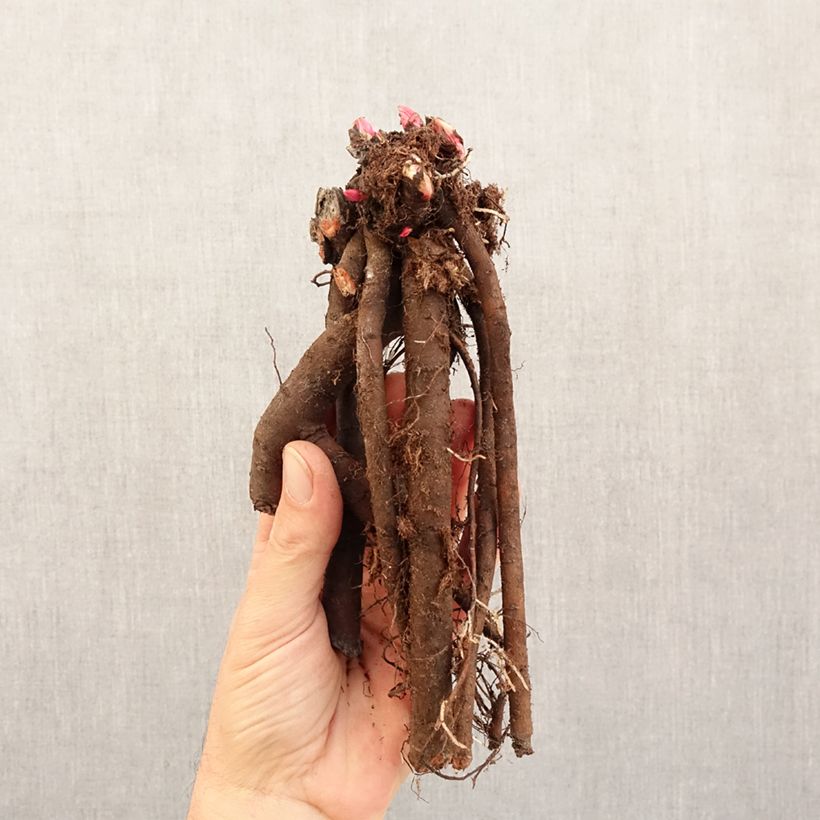 Exemplar von Paeonia Patio Peony London - Zwerg Edel-Pfingstrosen Stamm 3/5 Augen wie im Winter geliefert