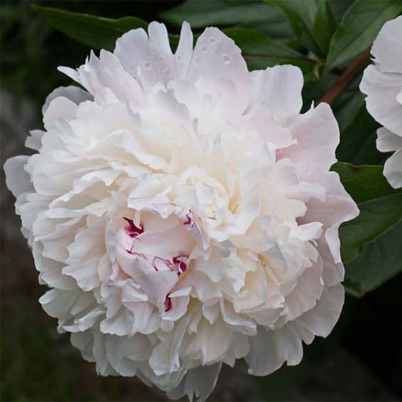 Paeonia officinalis Alba Plena - Pfingstrose (Flowering)