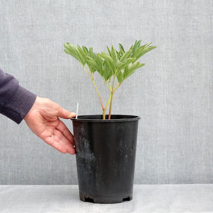 Exemplar von Paeonia officinalis Alba Plena - Pfingstrose Topf mit 3L/4L wie im Frühjahr geliefert