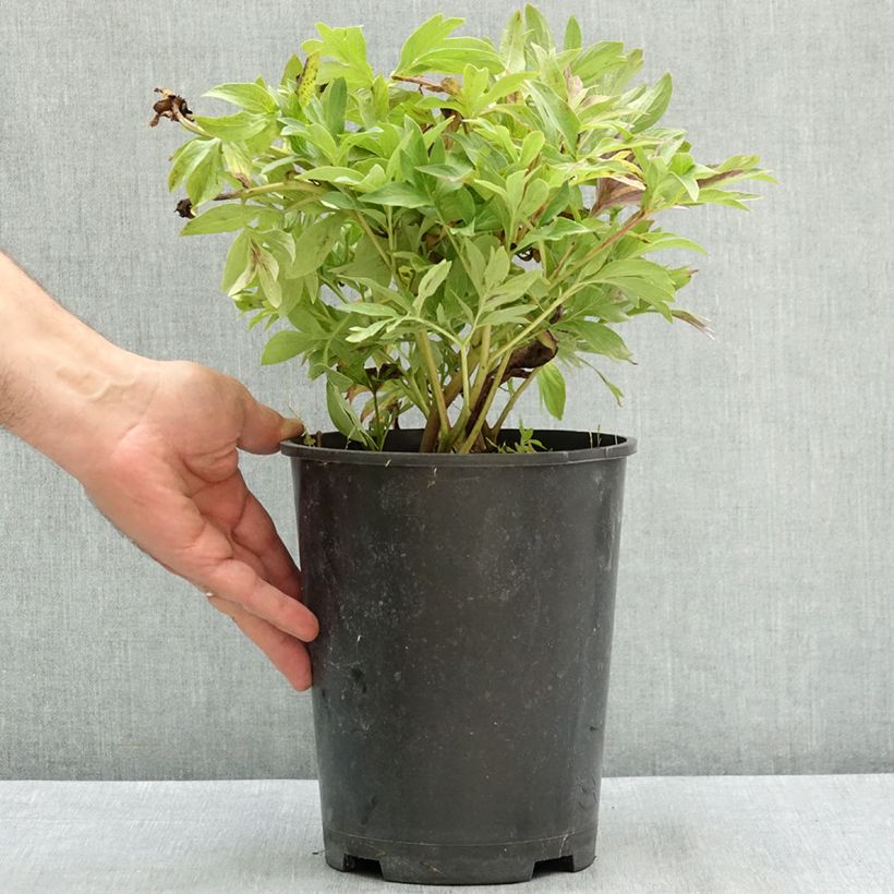 Exemplar von Pivoine officinale Anemoniflora - Pfingstrose Topf mit 3L/4L wie im Sommer geliefert