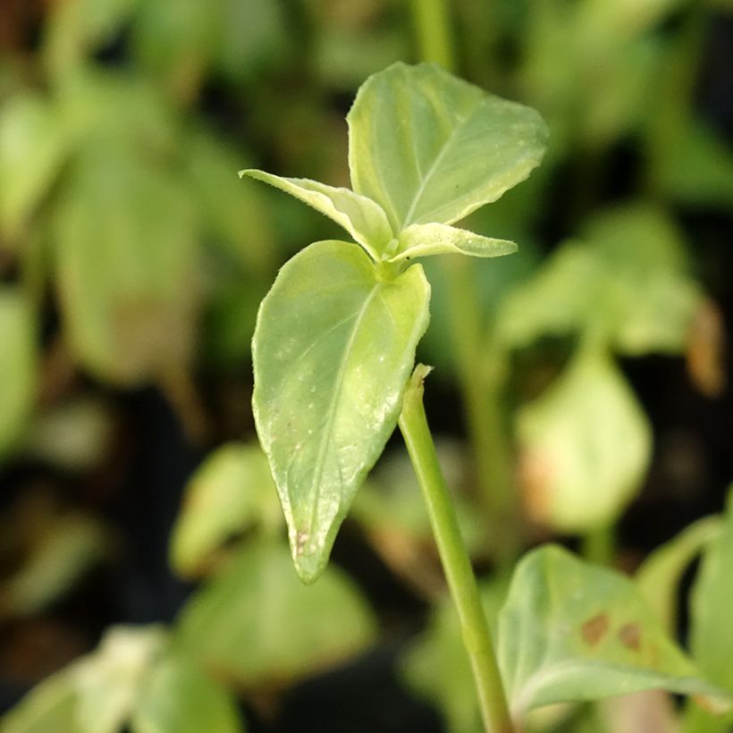 Pilzkraut - Rungia klossii (Foliage)