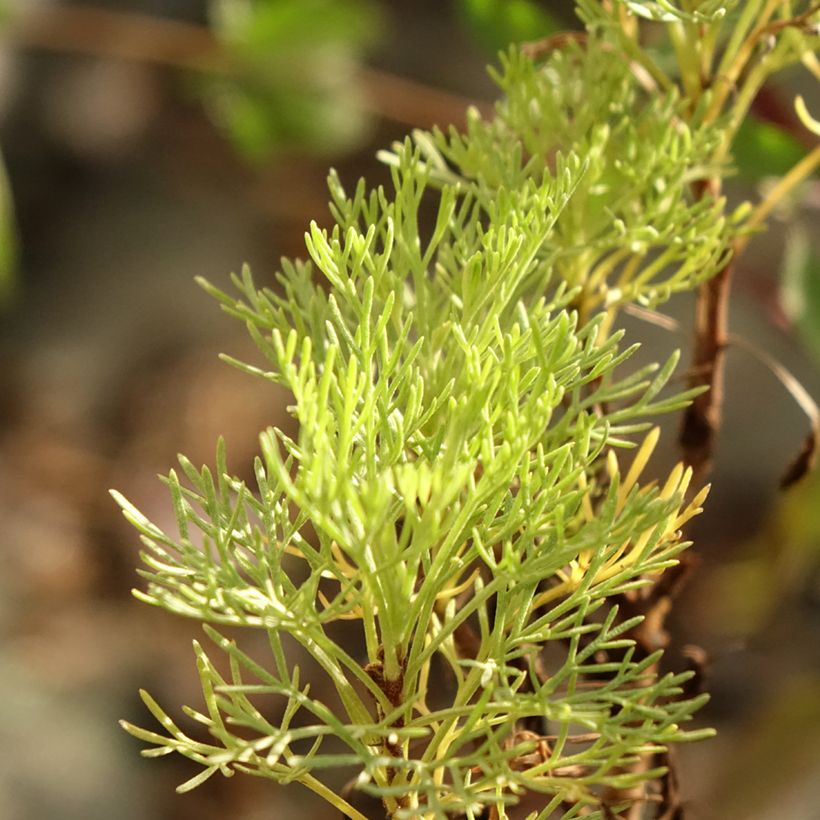 Eberraute Maritima - Artemisia abrotanum var. maritima (Foliage)