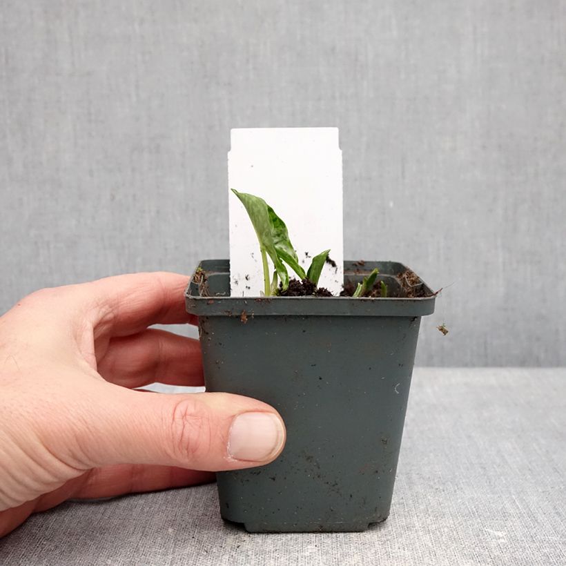 Exemplar von Arisarum proboscideum - Rüsselartiger Mäuseschwanz Kleine Töpfe von 8/9 cm wie im Winter geliefert