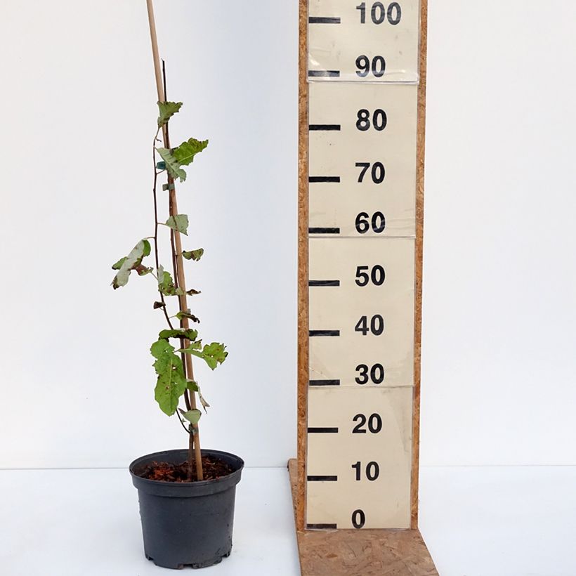 Exemplar von Kaki-Pflaume virginiana  - Diospyros kaki Topf mit 4L/5L wie im Herbst geliefert