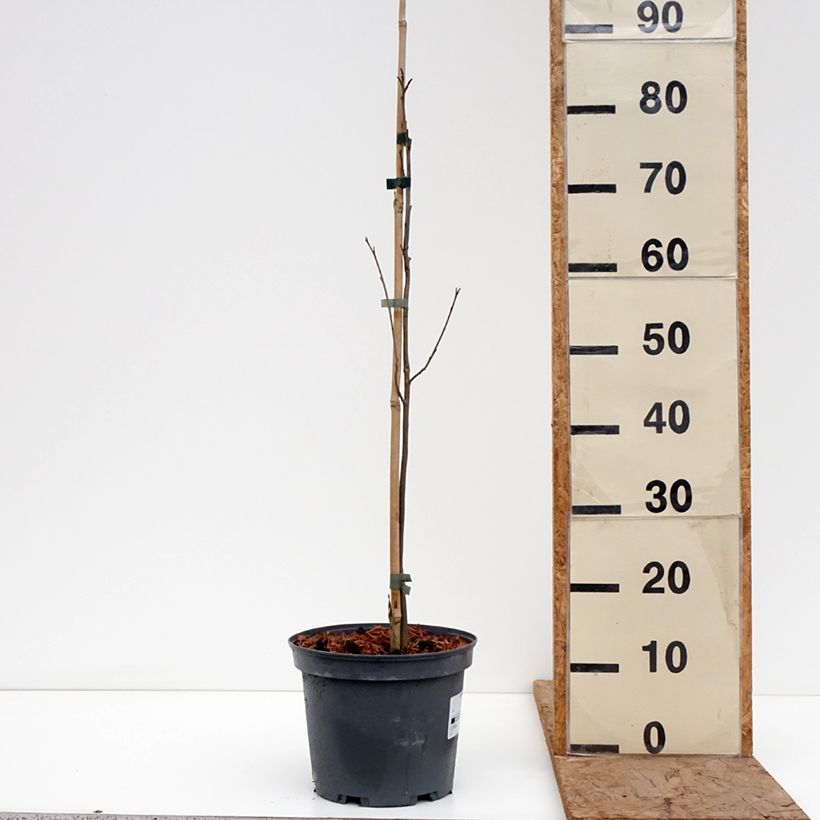 Exemplar von Kaki-Pflaume virginiana  - Diospyros kaki Topf mit 4L/5L wie im Winter geliefert