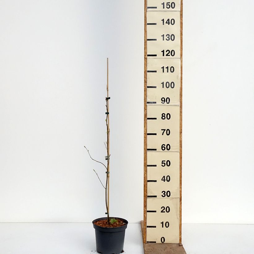 Exemplar von Kaki-Pflaume virginiana  - Diospyros kaki Topf mit 4L/5L wie im Frühjahr geliefert