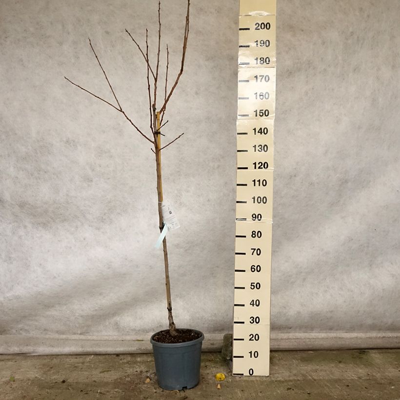 Example of Kaki-Pflaume Cioccolatino - Diospyros kaki Topf mit 12L/15L, Halbstamm as you get in automne