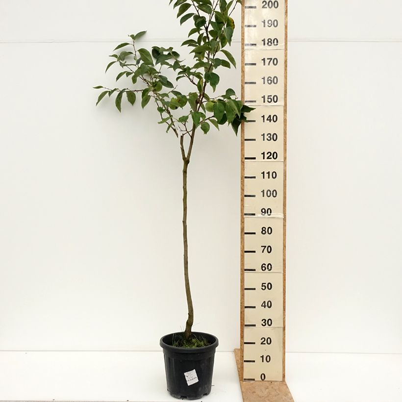 Exemplar von Kaki-Pflaume Cioccolatino - Diospyros kaki Topf mit 12L/15L, Halbstamm wie im Sommer geliefert