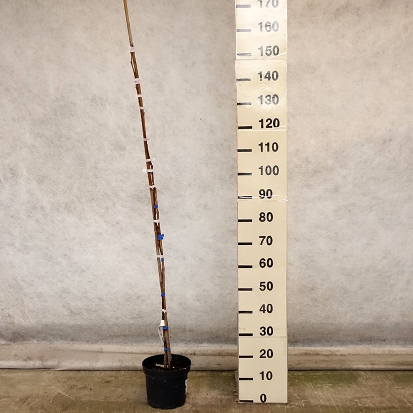 Example of Kaki-Pflaume Korea - Diospyros kaki Topf mit 7,5L/10L, Halbstamm as you get in automne