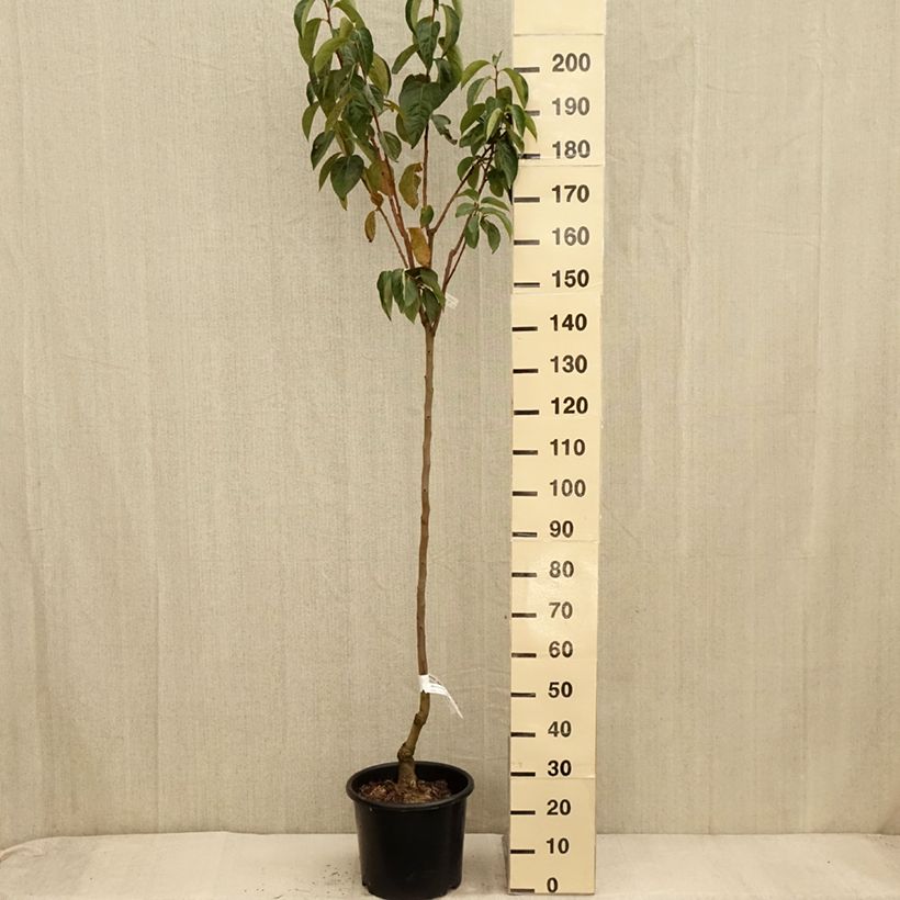 Example of Kaki-Pflaume Ragno - Diospyros kaki Topf mit 12L/15L, Halbstamm as you get in automne