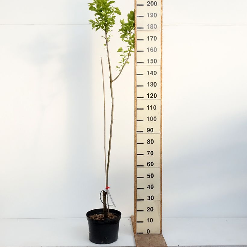Exemplar von Kaki-Pflaume Ragno - Diospyros kaki Topf mit 12L/15L, Halbstamm wie im Frühjahr geliefert