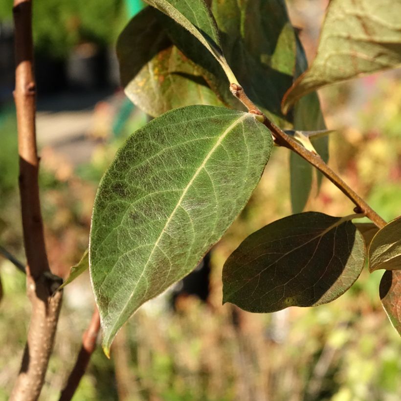 Kaki-Pflaume Ragno - Diospyros kaki (Foliage)