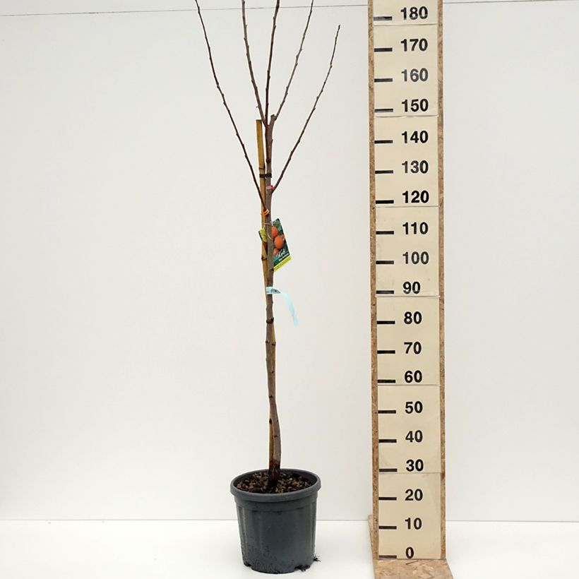 Exemplar von Kaki-Pflaume Rojo Brillante - Diospyros kaki Topf mit 4L/5L, Halbstamm wie im Winter geliefert