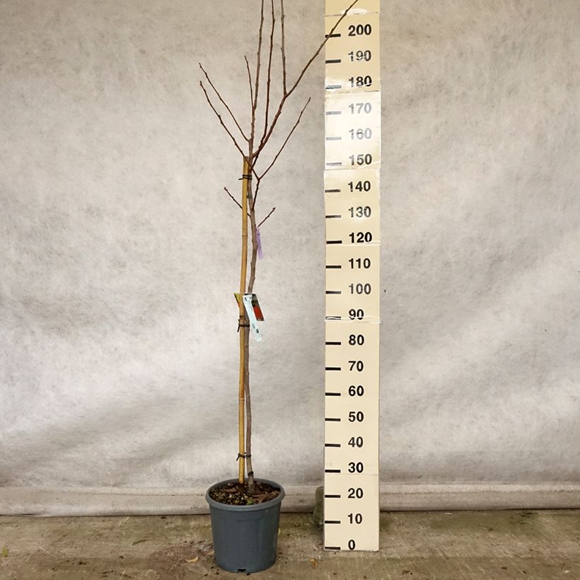 Example of Kaki-Pflaume Sharon - Diospyros kaki Topf mit 12L/15L, Halbstamm as you get in automne