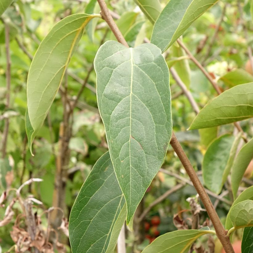 Kaki-Pflaume Sharon - Diospyros kaki (Foliage)