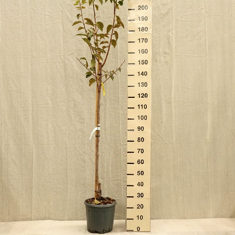 Example of Kaki-Pflaume Vanilila - Diospyros kaki Topf mit 12L/15L, Halbstamm as you get in automne