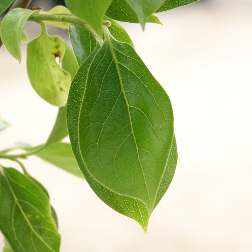 Kaki-Pflaume Vanilila - Diospyros kaki (Foliage)