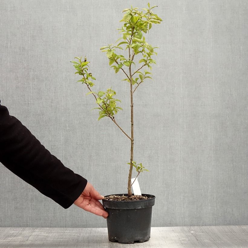 Exemplar von Dattelpflaume - Diospyros lotus Topf mit 2L/3L wie im Frühjahr geliefert