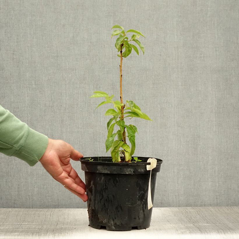 Example of Dattelpflaume - Diospyros lotus Topf mit 3L/4L as you get in ete