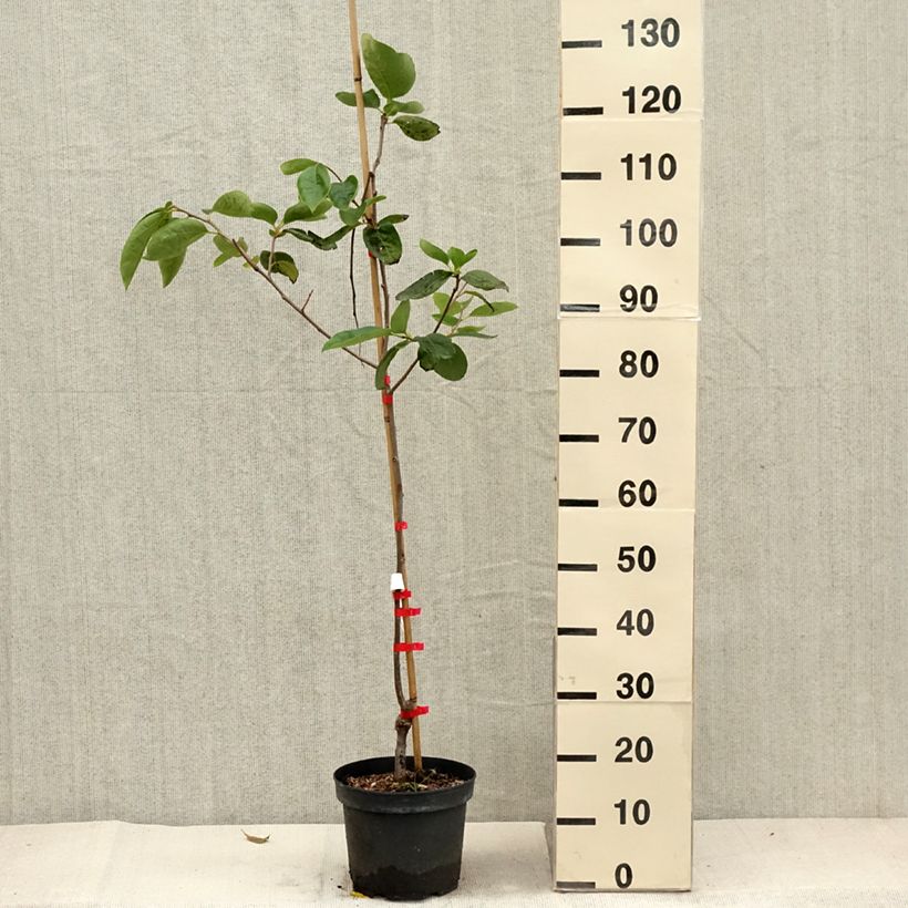 Example of Kaki-Pflaume Nikita’s Gift - Diospyros kaki Topf mit 4L/5L as you get in automne