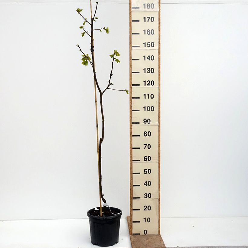 Exemplar von Kaki-Pflaume Nikita’s Gift - Diospyros kaki Topf mit 4L/5L, Halbstamm wie im Frühjahr geliefert
