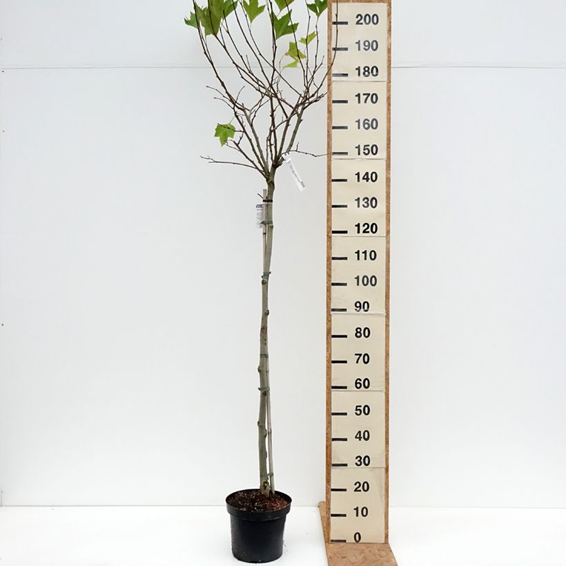 Exemplar von Platanus hispanica Alphen's Globe - Ahornblättrige Platane Topf mit 7,5L/10L, Stamm wie im Herbst geliefert