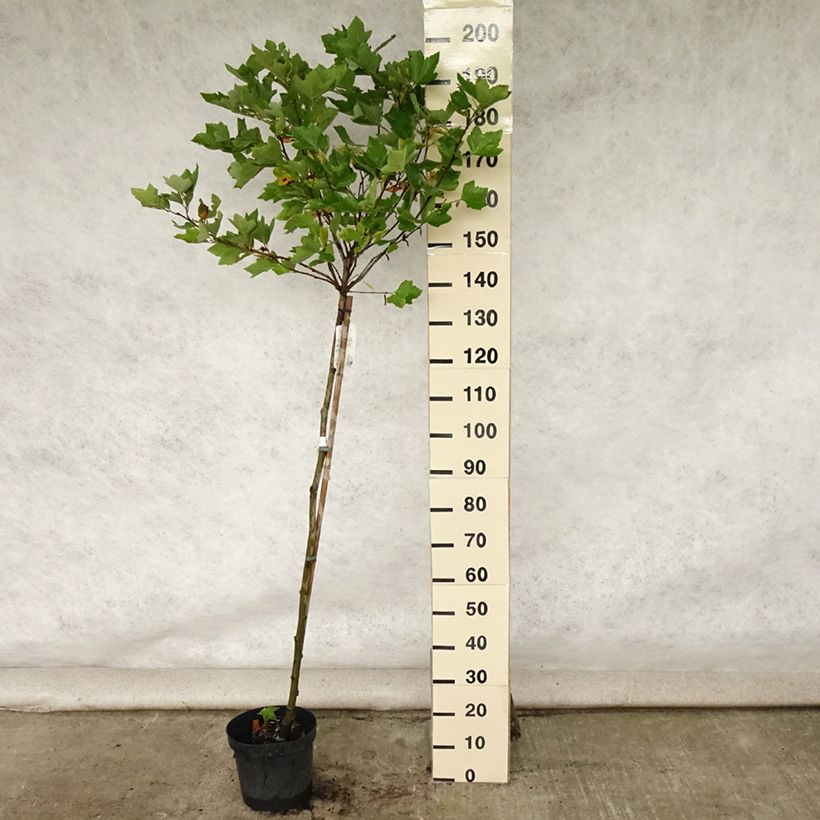 Example of Platanus hispanica Alphen's Globe - Ahornblättrige Platane Topf mit 7,5L/10L as you get in ete