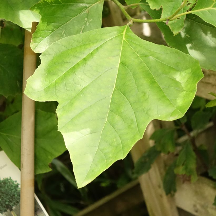 Platanus hispanica Alphen's Globe - Ahornblättrige Platane (Foliage)