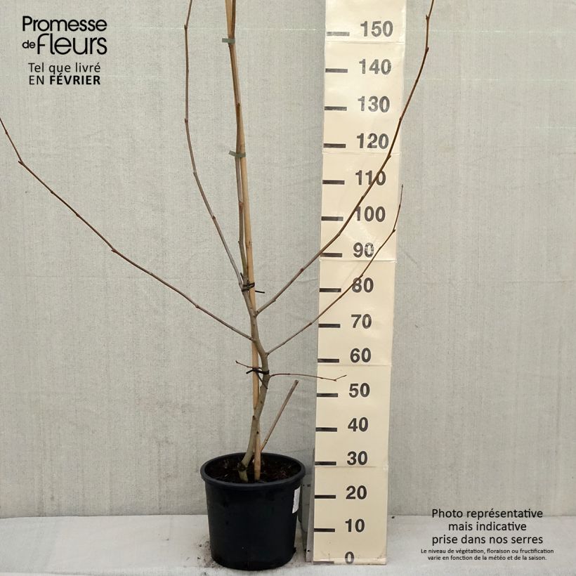 Exemplar von Platanus hispanica - Ahornblättrige Platane Topf mit 7,5L/10L wie im Winter geliefert