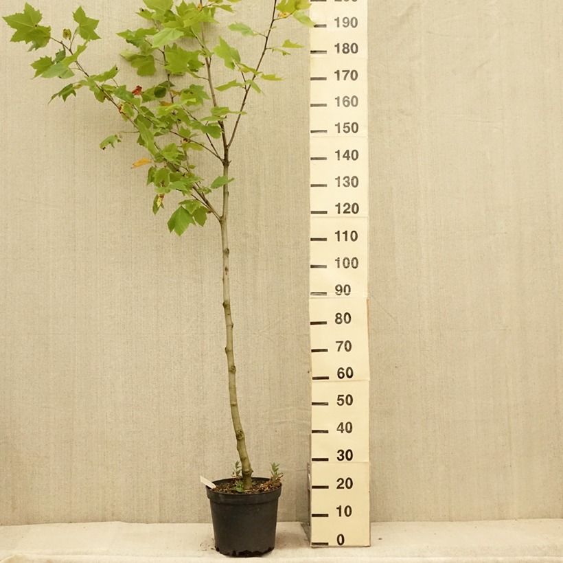 Exemplar von Platanus hispanica - Ahornblättrige Platane Topf mit 7,5L/10L wie im Sommer geliefert