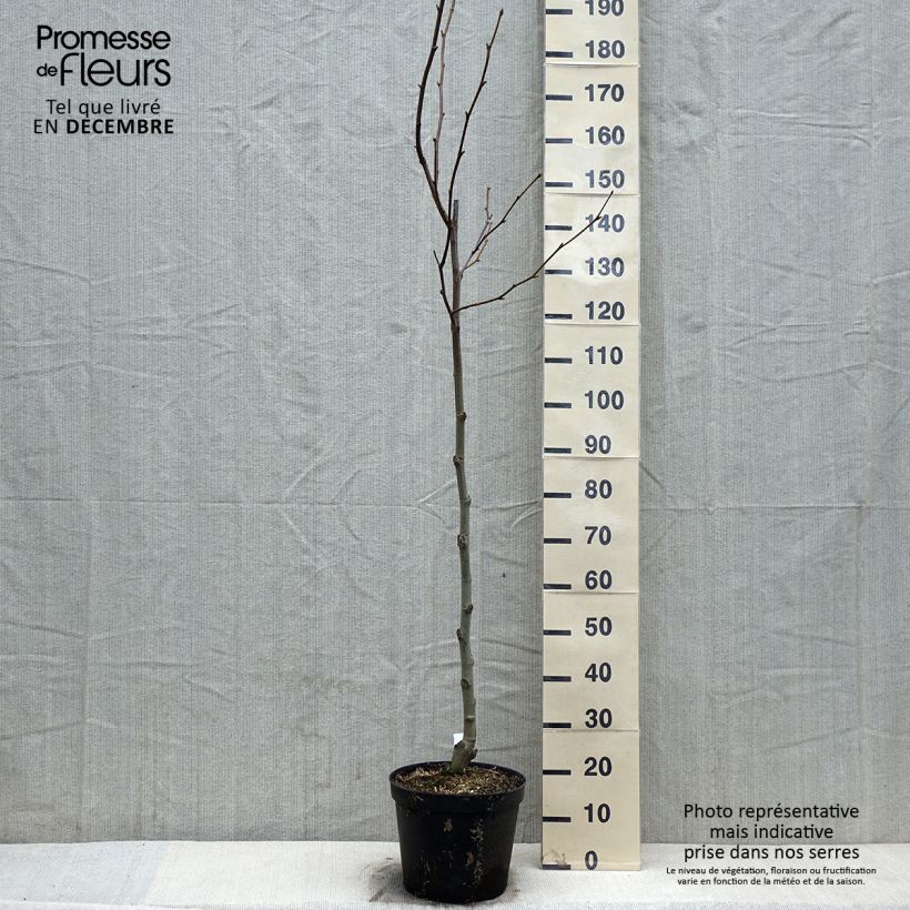 Example of Platanus hispanica - Ahornblättrige Platane Topf mit 7,5L/10L as you get in automne