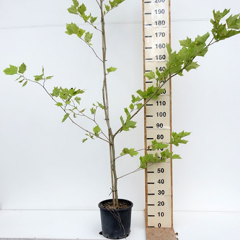 Example of Platanus hispanica - Ahornblättrige Platane Topf mit 7,5L/10L as you get in ete