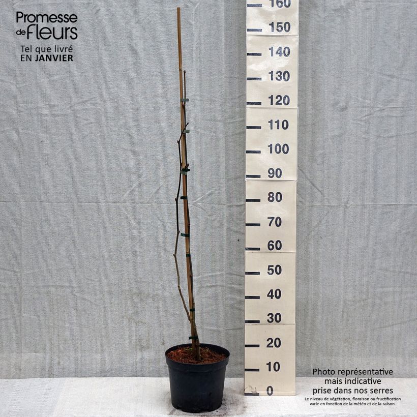 Example of Platanus hispanica Suttneri - Ahornblättrige Platane Topf mit 4L/5L as you get in hiver