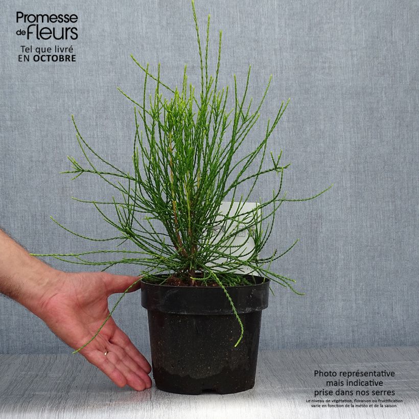 Example of Platycladus orientalis Franky Boy - Morgenländische Lebensbaum Topf mit 2L/3L as you get in automne