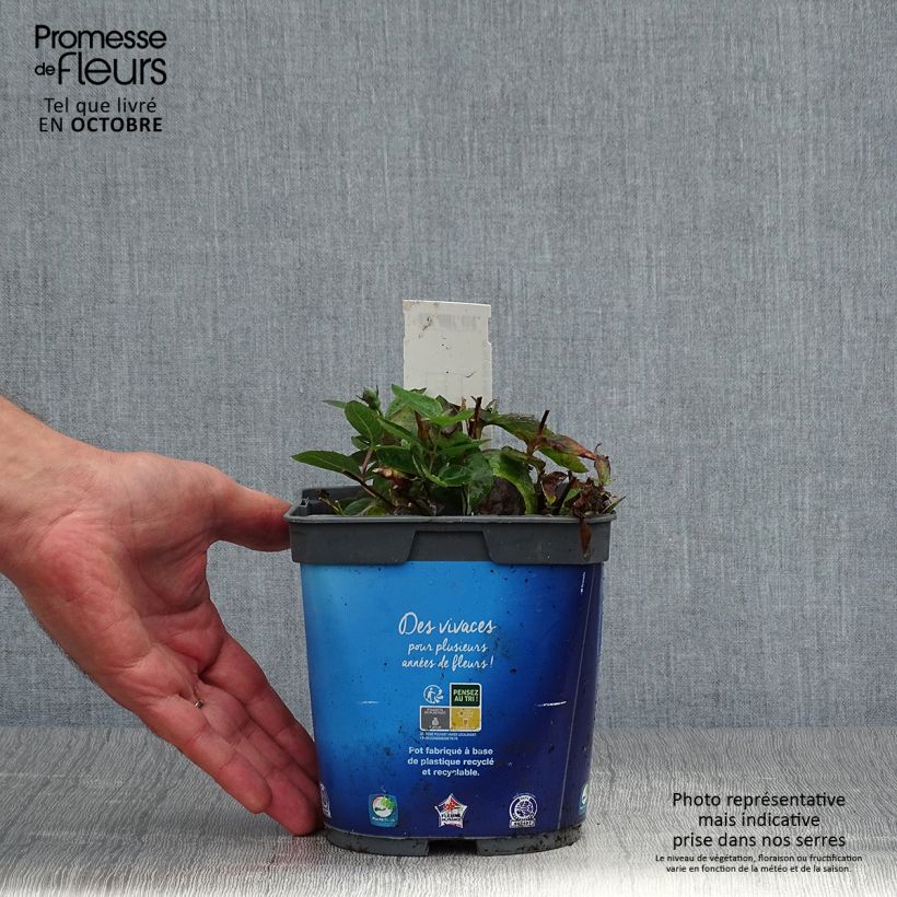 Example of Ballonblume Astra Blue - Platycodon grandiflorus Topf mit 2L/3L as you get in automne