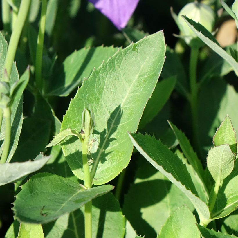 Ballonblume Astra Blue - Platycodon grandiflorus (Foliage)