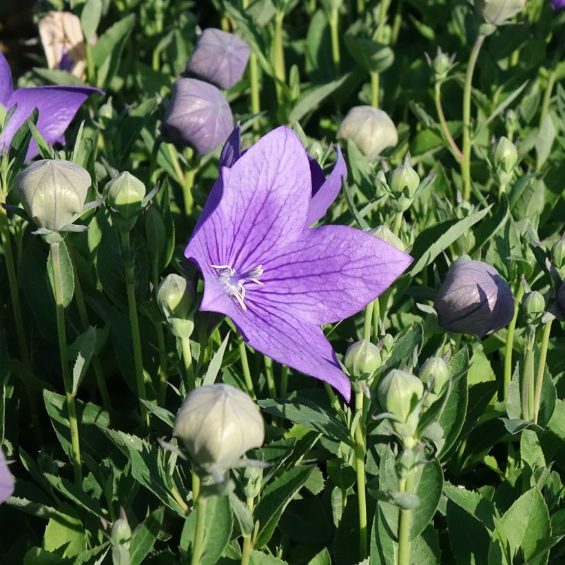 Ballonblume Astra Blue - Platycodon grandiflorus (Flowering)