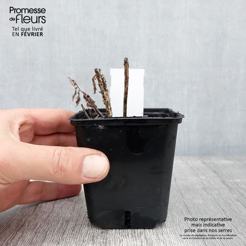 Exemplar von Ballonblume Fuji Blue - Platycodon grandiflorus Kleine Töpfe von 8/9 cm wie im Winter geliefert