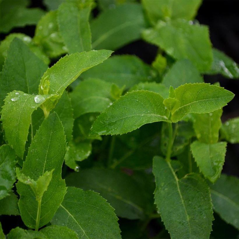 Ballonblume Fuji White - Platycodon grandiflorus (Foliage)