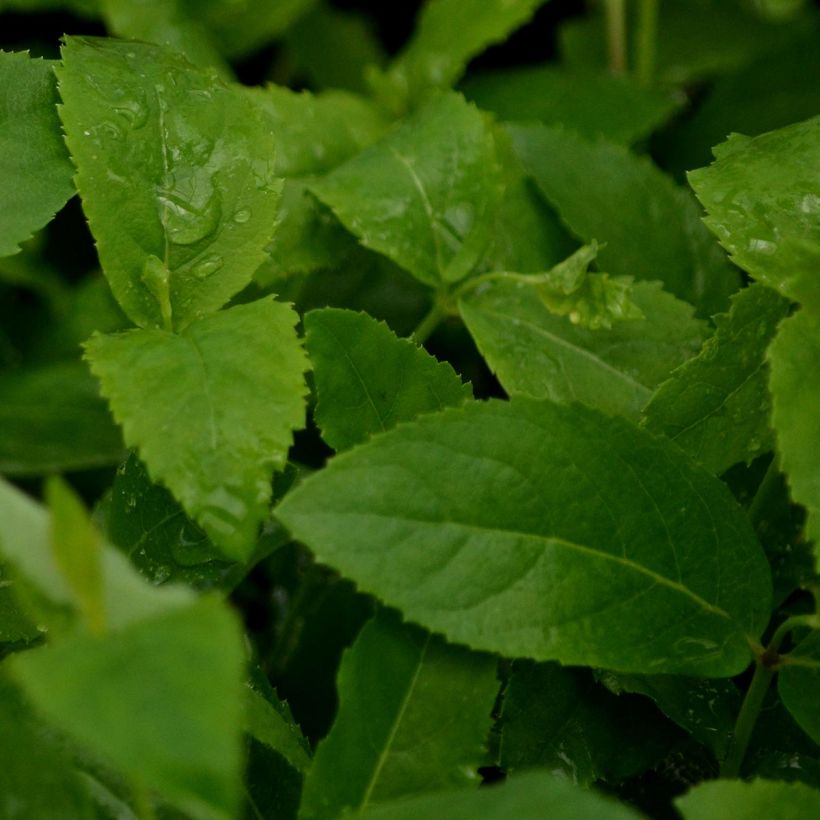 Ballonblume Mariesii - Platycodon grandiflorus (Foliage)