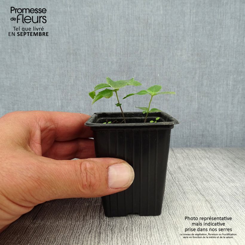 Example of Ballonblume Perlmutterschale - Platycodon grandiflorus Kleine Töpfe von 7/8 cm as you get in automne