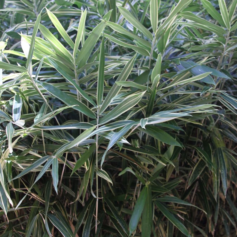 Pleioblastus fortunei Variegatus - Zwergbambus (Foliage)