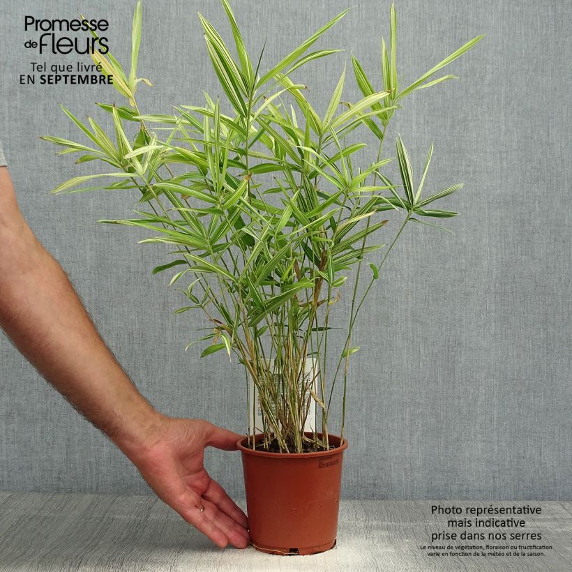 Example of Pleioblastus fortunei Variegatus - Zwergbambus Topf mit 1L/1,5L as you get in automne