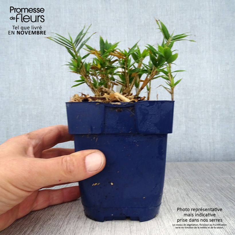 Example of Pleioblastus pygmaeus Distichus - Zwergbambus Topf mit 1L/1,5L as you get in automne