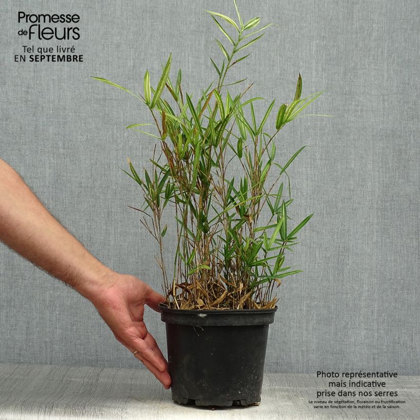 Example of Pleioblastus shibuyanus Tsuboï - Zwergbambus Topf mit 1,5L/2L as you get in automne