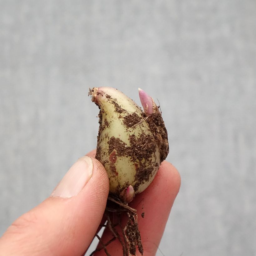 Example of Pleione formosana Alba - Tibetorchidee Zwiebel size I as you get in printemps