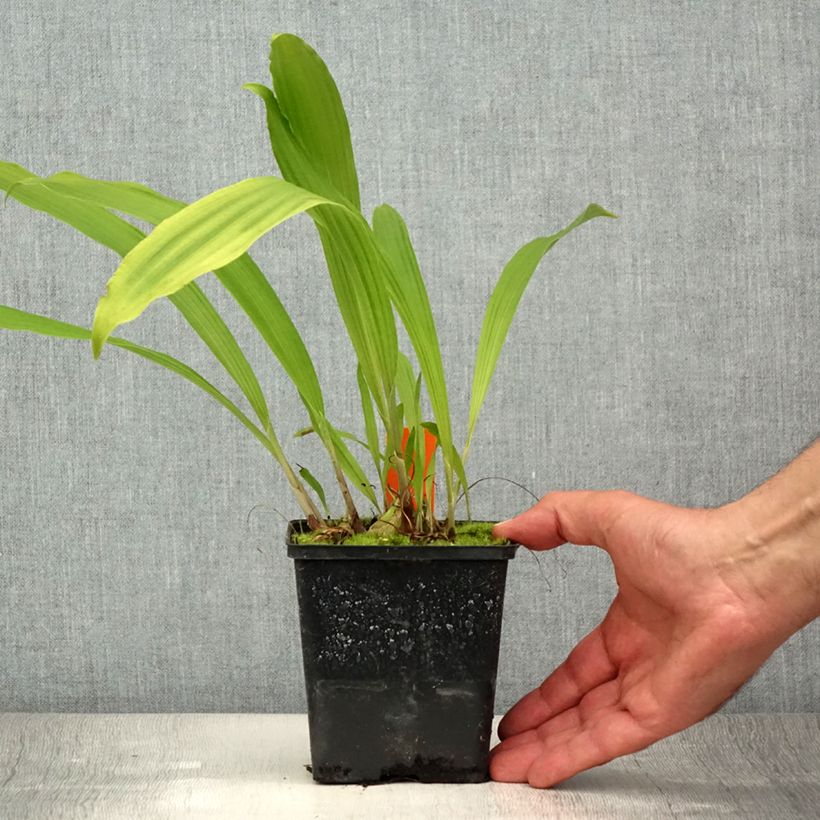 Exemplar von Pleione formosana - Orchidee Topf mit 1L/1,5L wie im Sommer geliefert